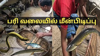 பரி வலையில் மீன் பிடித்தல் | Pari fishing Net | Fishing River |Fishing lake | Fishing New Technique