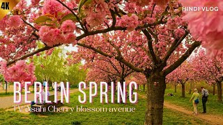 Berlin Cherry Blossom | Exploring TV-Asahi Cherry Blossom Alle in Spring | Hindi Vlog | 4K HD 🇩🇪