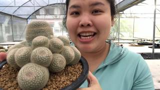 วิธีสังเกตแมมเลนต้า (Mammillria lenta) ว่ามีลักษณะต่างจากแมมชนิดอื่นอย่างไร?   | PB CACTUS Channel