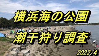 横浜海の公園_潮干狩り調査