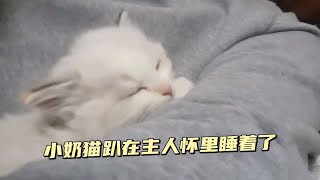 小猫咪太困了，趴在主人怀里就睡着了，这不会是把主人当妈妈了吧