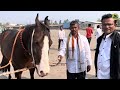 येवला मंडी की नये साल की पेहेली विडिओ। yeola ghoda mandi yeola horse market 2025 horse market