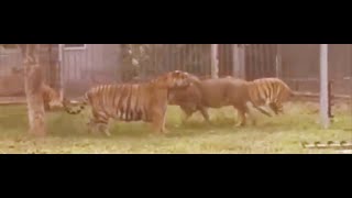 Overweight Siberian tiger vs Lion - Lion vs tiger - Asian Zoo