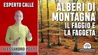 Alberi e arbusti di montagna: il faggio e la faggeta