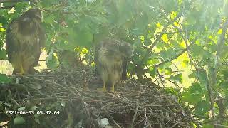 Common Buzzard breeding timelapse 2021