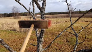 Brushing a tree 85 times