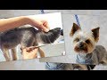 PetGroooming - Yorkie Full Grooming #78