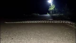 African rock python (python sebae)