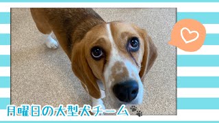 【犬の幼稚園】紫竹山店🍀月曜日の大型犬チーム🍀