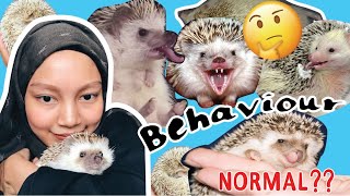 🦔Hedgehog BEHAVIOURS🦔 | Kelakuan landak mini