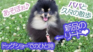 お外でパパと戯れるポメラニアン犬≪#702≫