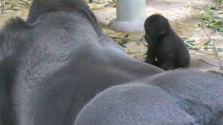 ゴリラ、キンタロウはパパの子💗[Kyoto City Zoo] Gorilla Kintaro is a son of daddy