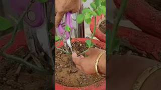 तुमच्या गुलाबाच्या झाडाला dieback रोग असेल तर ! #youtubeshorts #nature #plants #garden