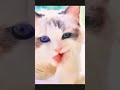 喵喵…人家性感嗎🥰 funny funnyvideo laugh happy pets cat shorts