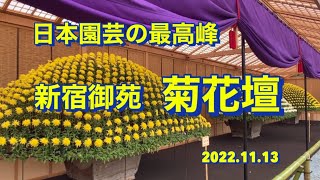 新宿御苑　菊花壇　日本園芸の最高峰