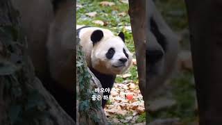 #fubao#ruibao#huibao#everland #福宝 #辉宝#睿宝 #姜爷爷 #panda #에버랜드 #푸바오 #후이바오 #루이바오 #강철원사육사 #오늘도 #사랑해 ❤️