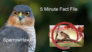 Eurasian Sparrowhawk Fact File! learn about the sparrow hawk in 5 mins