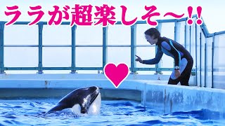 シャチ「ララ」が超楽しそぅなラブ♥ラブ♥チルタイム♥ 鴨川シーワールド KamogawaSeaWorld  orca killerwhale