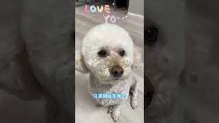 我爱你｜💖关注淘气家，让每天都开心🐶！#萌宠vlog #宠物成精了 #搞笑萌宠#萌宠成长记 #比熊犬 #shorts