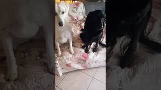 un biscottino x noi? #shorts #dogs #animal #shortsfeed #animals #dog #pets #pet #shortsvideo #puppy