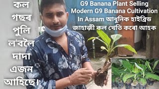 G9 Banana Plant Selling Modern G9 Banana Cultivation In Assam আধুনিক হাইব্ৰিড জাহাজী কল খেতি কৰো আহক