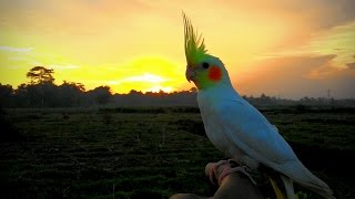 Cockatiel Free Flight - Jambul - Long Duration