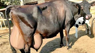 दुनिया की सबसे ज्यादा दूध देने वाली गाय | World Biggest Udder Cow