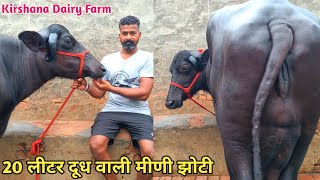 20 लीटर दूध वाली मीणी झोटी। 3 भैंसे बिकाऊ दूध 20 से 22 लीटर Kirshana Dairy Farm