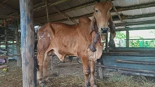 គោឈ្មោលផែនបាស្អាត អាយុ17ខែ. bull 🐂🐂🐂.