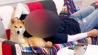 【柴犬 もみさん】犬枕の脱皮 #shorts　 Shiba Inu Momisan