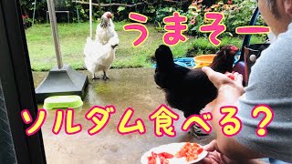 【鶏たちの雨の日モーニングルーティン】散歩に行けないから、いろんなものをにわとりにあげてみた