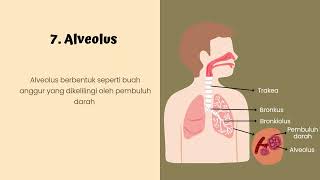 Mengenal Sistem Pernapasan Manusia 👃🫁