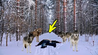 Waking up, the hunter saw that a pack of wolves surrounded him. And then it happened...