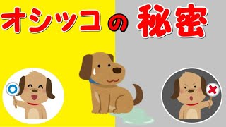 トイレ（おしっこ）の秘密！キラキラ光るおしっこは注意！【トイプードルがいる生活】