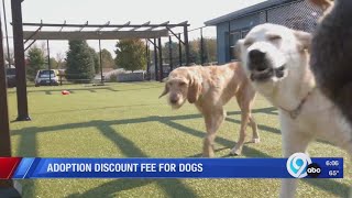 Adoption fee discount for dogs at Helping Hounds