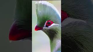 KNYSNA #TURACO #BIRD