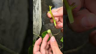 The secret to successfully grafting bougainvillea plants