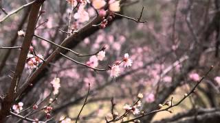 彦島老の山公園の早咲きの梅の花