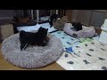 今日も朝から元気です。柴犬子犬