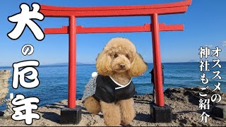 犬にも厄年があるの？オススメの神社をご紹介!!