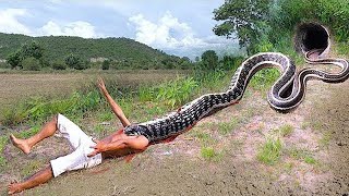 Primitive Technology - Easy Snake Trap Using Plastic Basket & Baby Chicken Catch Big Snake at Canal