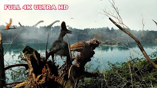 Full 4k ultra HD video T-Rex and other dinosaur species