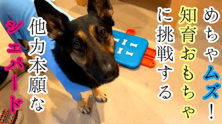 めちゃムズ！知育おもちゃに挑戦する他力本願なシェパード【German Shepherd】 My Dog Tries A Very Hard Educational Toy! Dog Casino