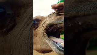 Camel Mouth! //Try for Eating