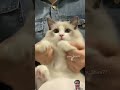 cutest kitten meowing #cutecat