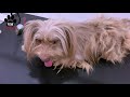 Groom Your Pet to Perfection in No Time | VM Pets Mart #petgrooming #petshop #petcare