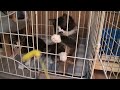 黄色い猫じゃらし