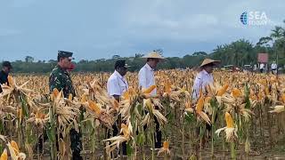 President Widodo Inspects Corn Field at Food Estate