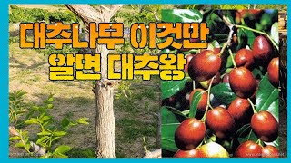 대추는 어디서 달리는 걸까, 일반 대추를 말하는 것이 입니다. 사과 대추는 순을 키워서 열매를 얻어요