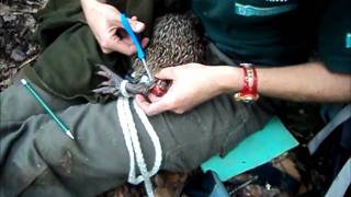 Kiwi.wmv